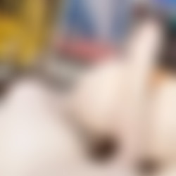 Alt Pawg Anal Pov.mp4